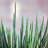 Candelilla Wax