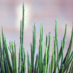 Candelilla Wax