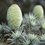 Organic Cedarwood Essential Oil