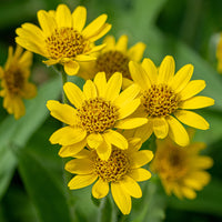 Arnica