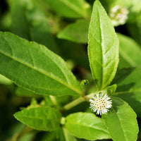 Bhringraj