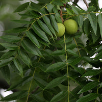 Black Walnut Leaf