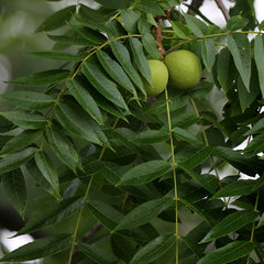 Black Walnut Leaf