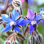 Organic Borage