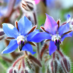 Borage