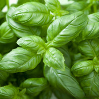 Basil