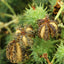 Organic Castor Bean Oil