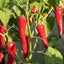 Organic Cayenne