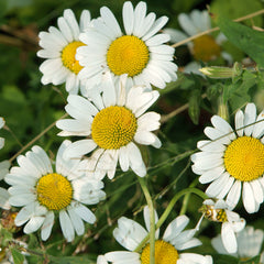 Soothing Organic Chamomile