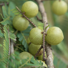 Amla