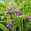 Organic Comfrey Leaf
