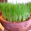 Organic Wheatgrass