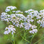 Organic Yarrow
