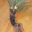 Wildharvested Yucca Root