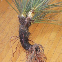 Yucca Root Natural Hair Care