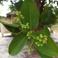 Bay Essential Oil