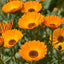 Organic Calendula