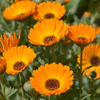 Organic Calendula