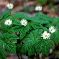 Organic Goldenseal Leaf