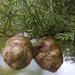 Organic Cypress Essential Oil