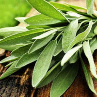 Organic Sage