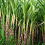 Organic Cane Ethanol*